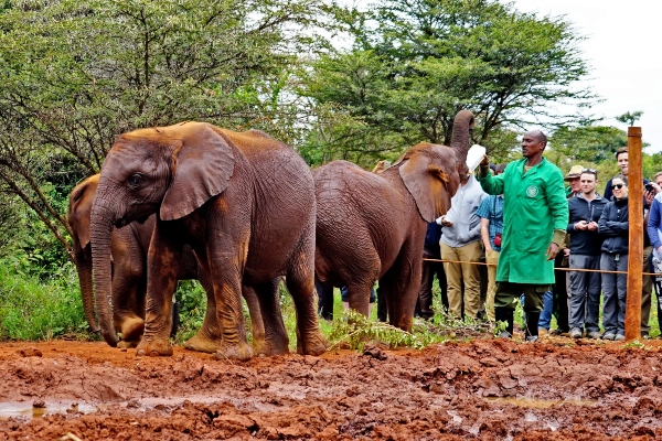 elephant orphanage visit
