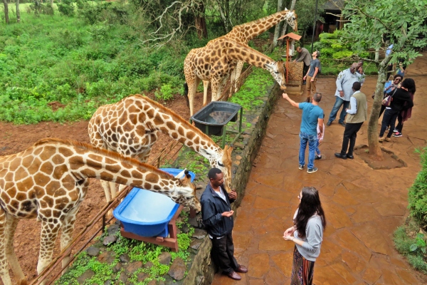 Giraffe Centre Visit