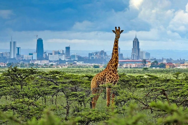 Nairobi National Park Safari Tour
